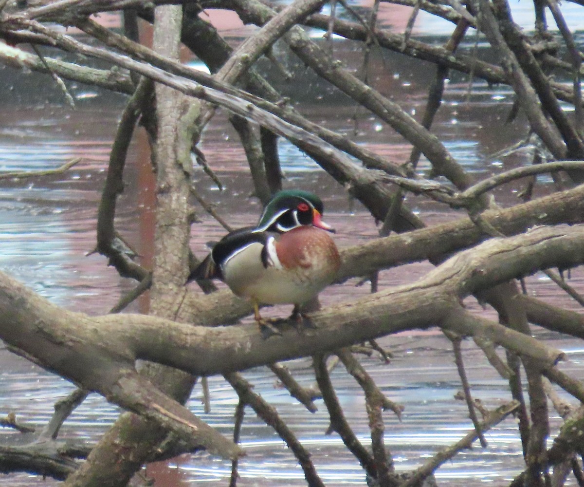 Wood Duck - ML635362783