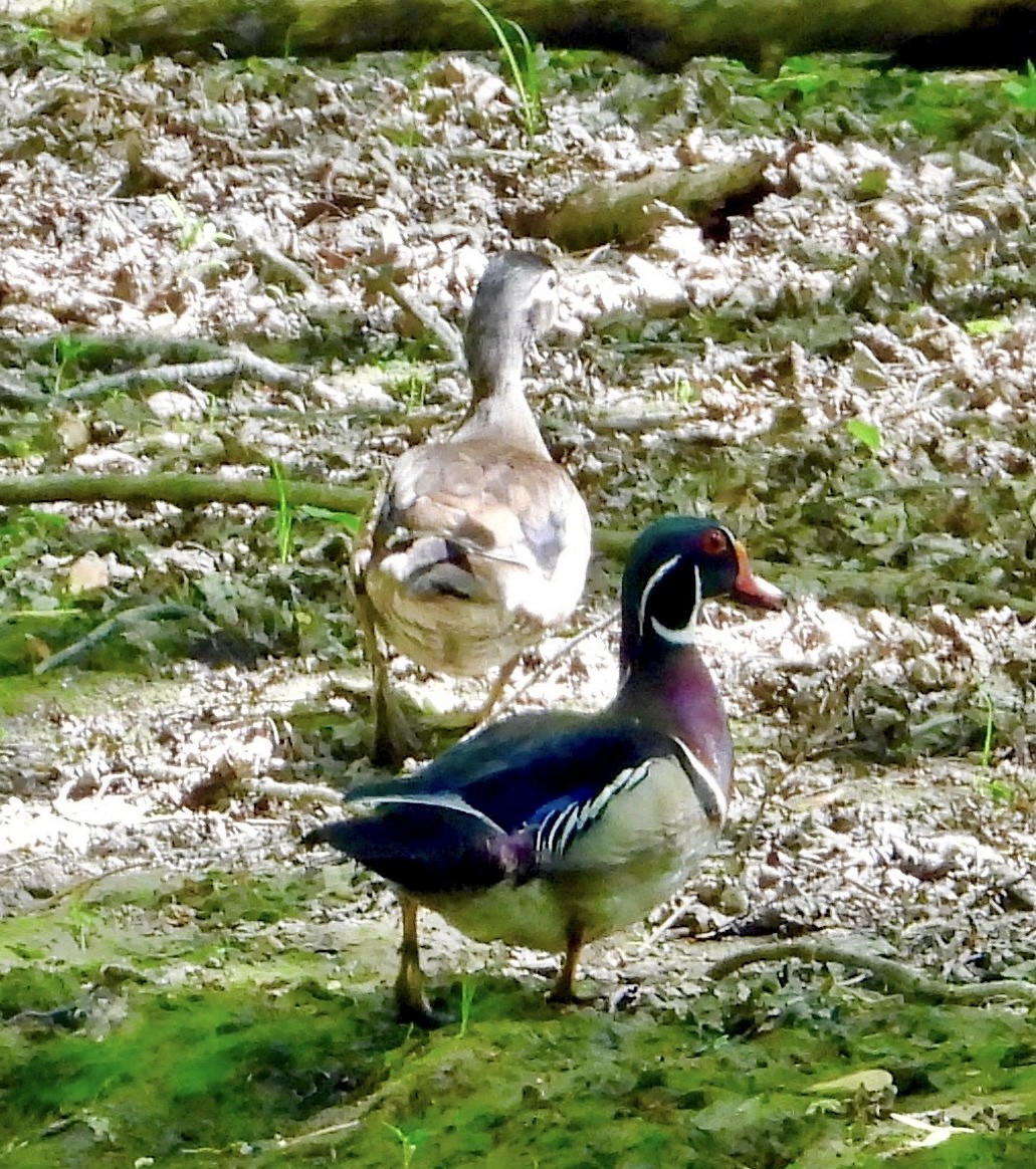 Wood Duck - ML635362803