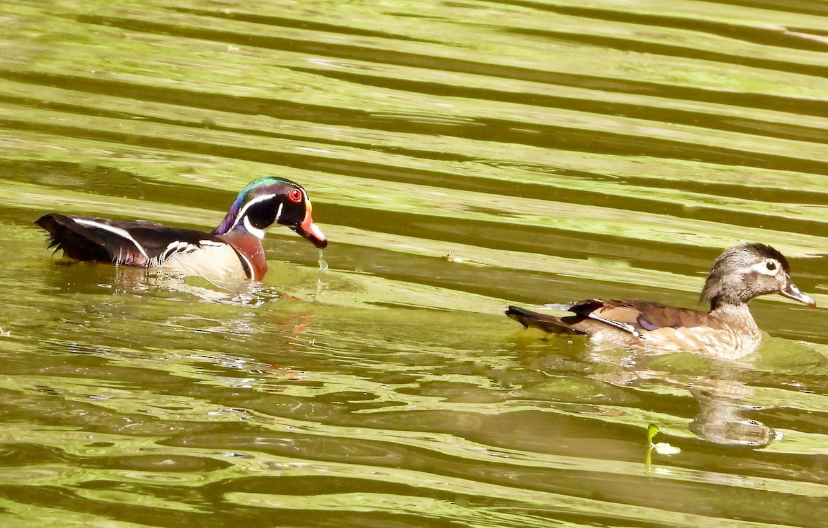 Wood Duck - ML635362804