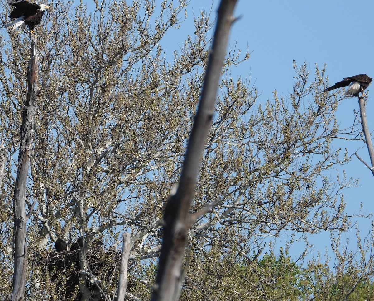 Bald Eagle - ML635362809