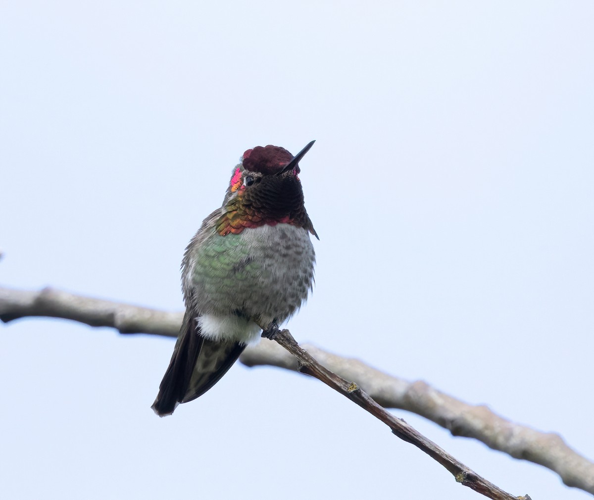 Anna's Hummingbird - ML635362815