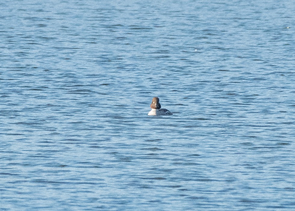 Altıngöz - ML635362820