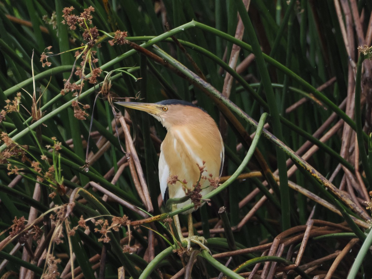 Little Bittern - ML635362828
