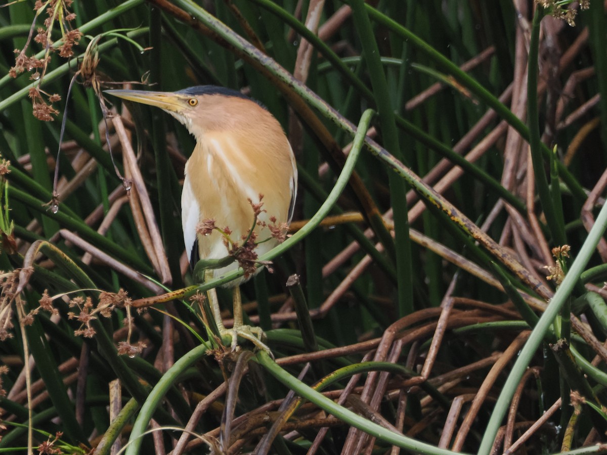 Little Bittern - ML635362831