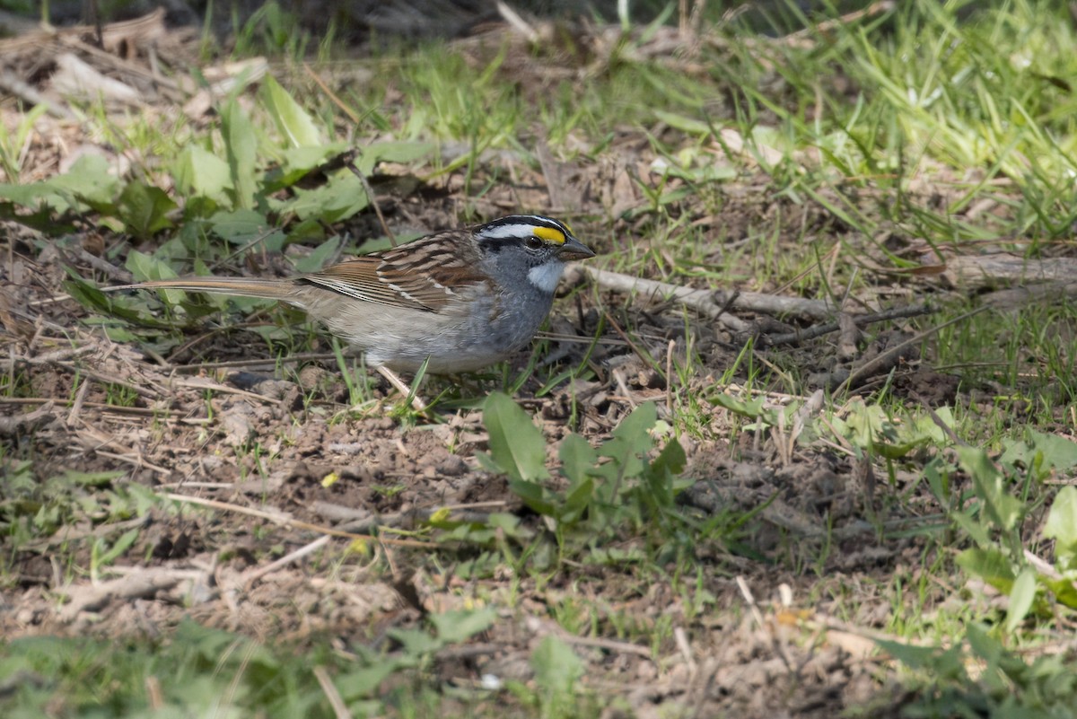 White-throated Sparrow - ML635362832
