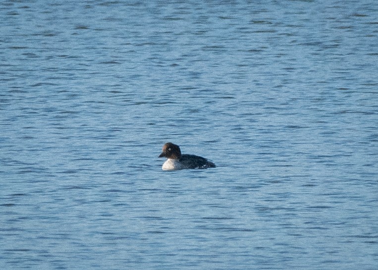 Common Goldeneye - ML635362833