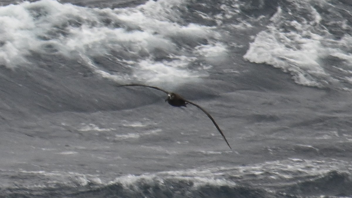 Black-footed Albatross - ML635362834
