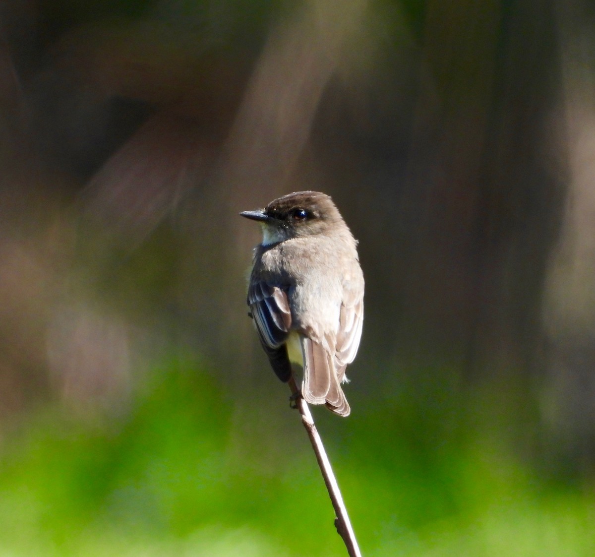 Eastern Phoebe - ML635362837