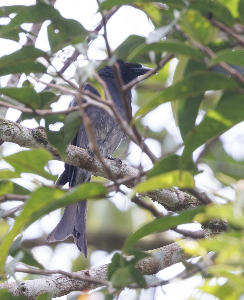 White-bellied Drongo (White-vented) - ML635362838