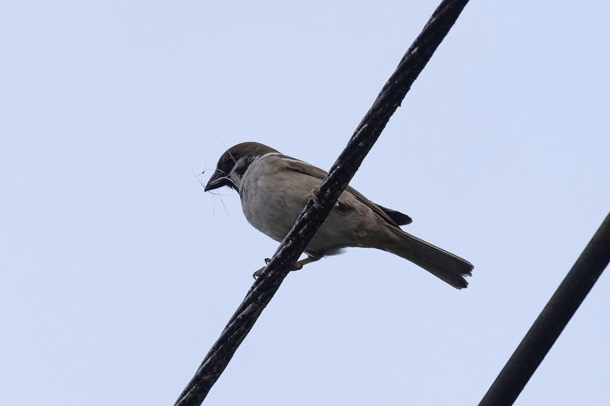 Eurasian Tree Sparrow - ML635362840