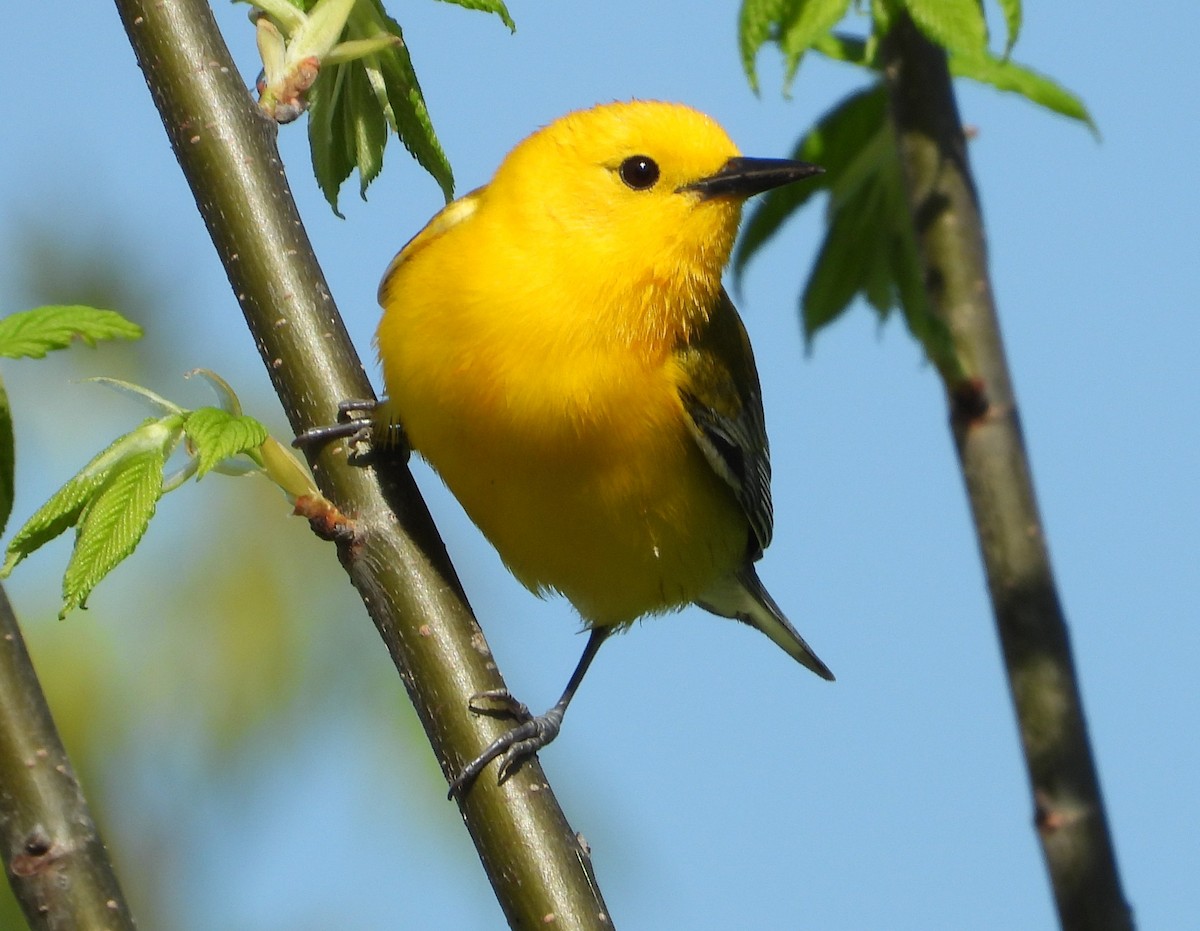Prothonotary Warbler - ML635362843