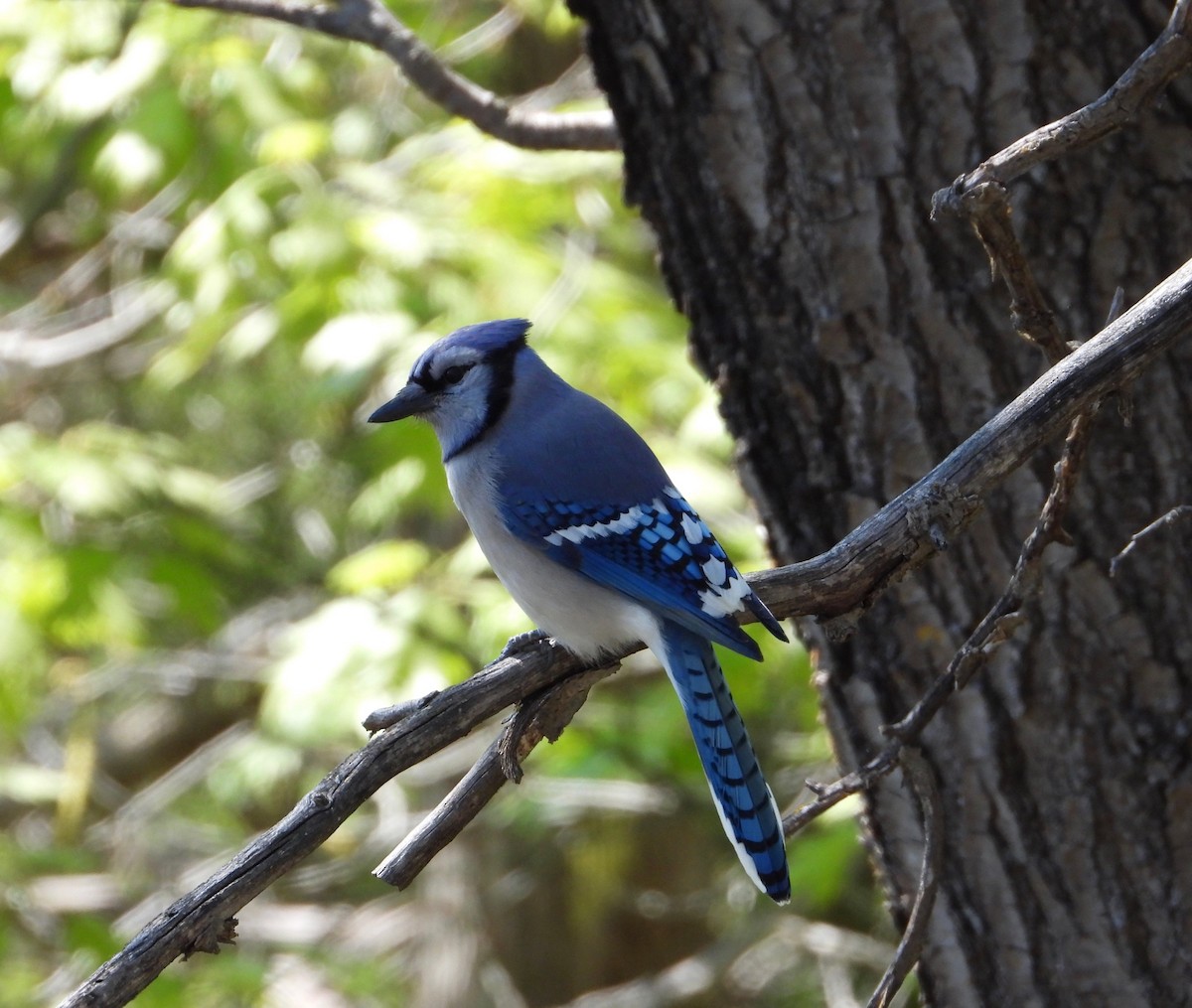 Blue Jay - ML635362847