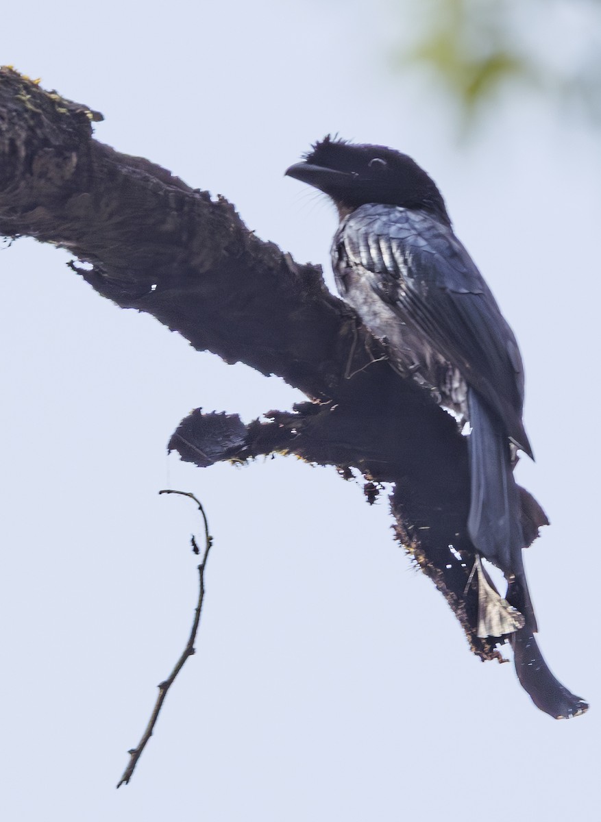 Sri Lanka Drongo - ML635362848