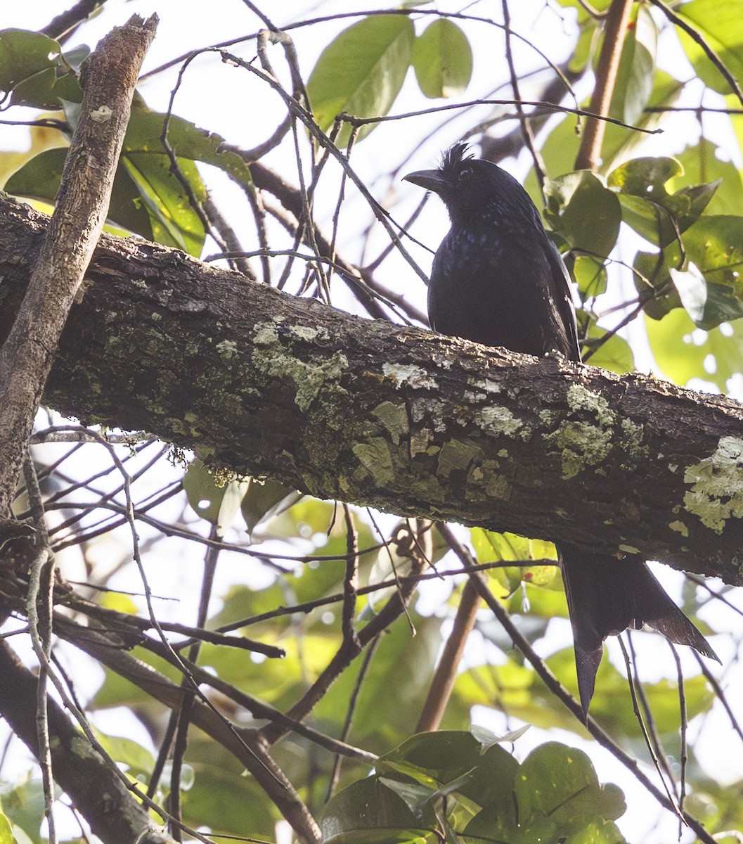 Sri Lanka Drongo - ML635362849