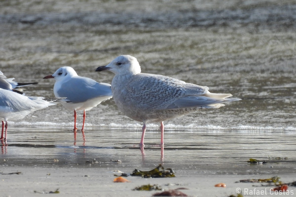 Iceland Gull (kumlieni) - ML635362855