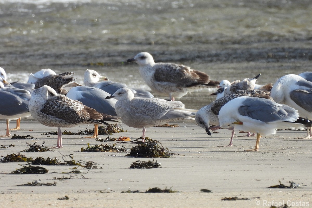 Iceland Gull (kumlieni) - ML635362857