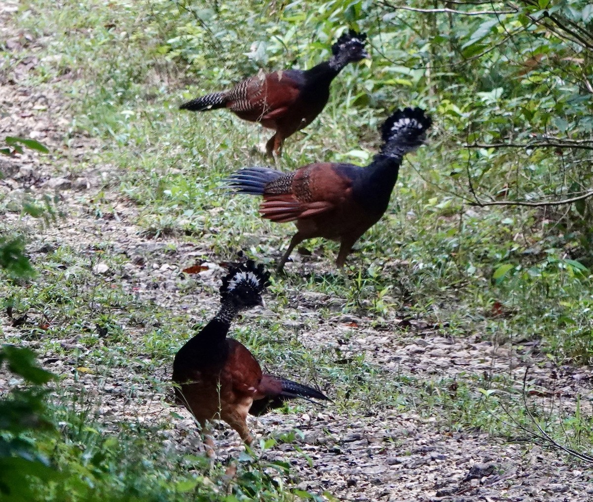 Great Curassow - ML635362859