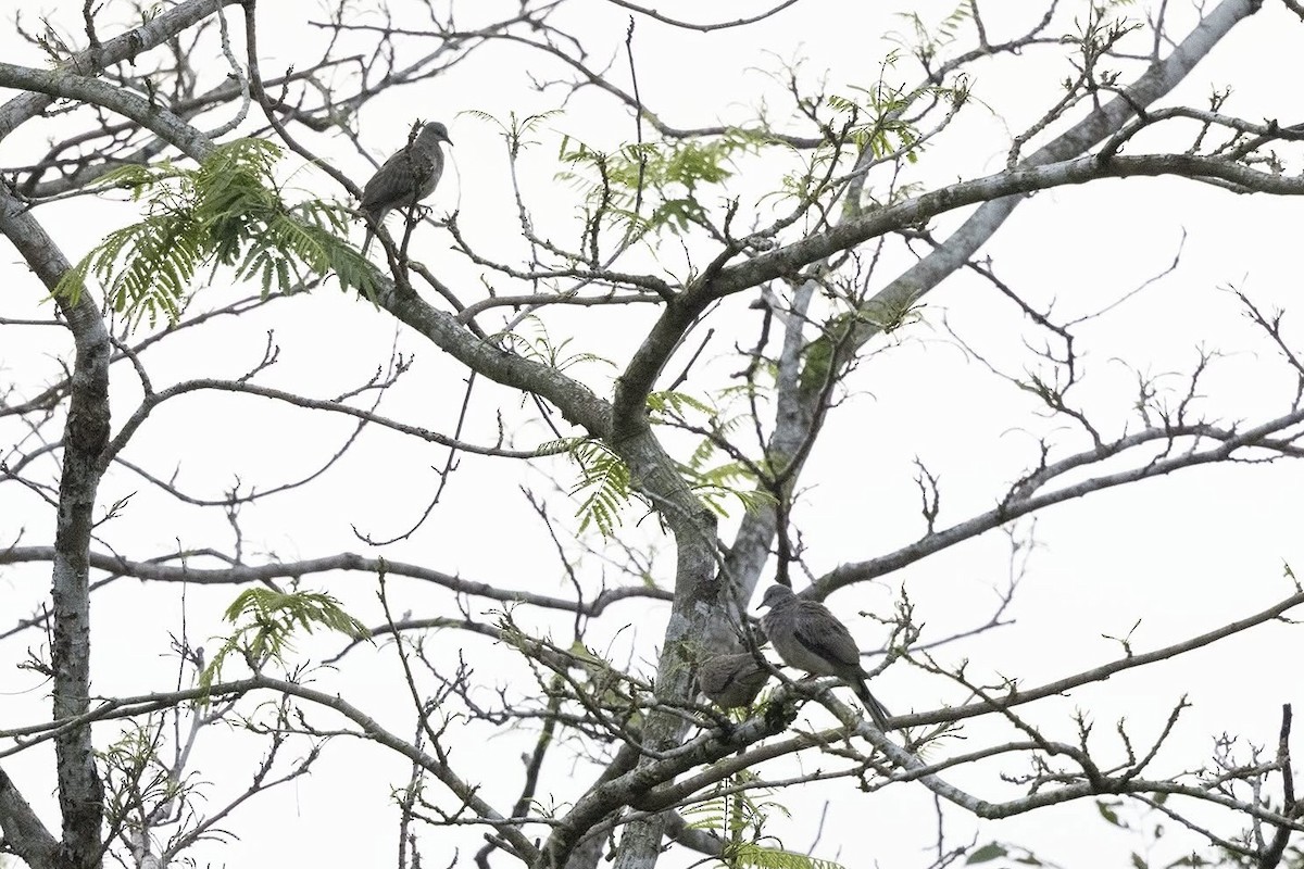 Spotted Dove (Eastern) - ML635362860