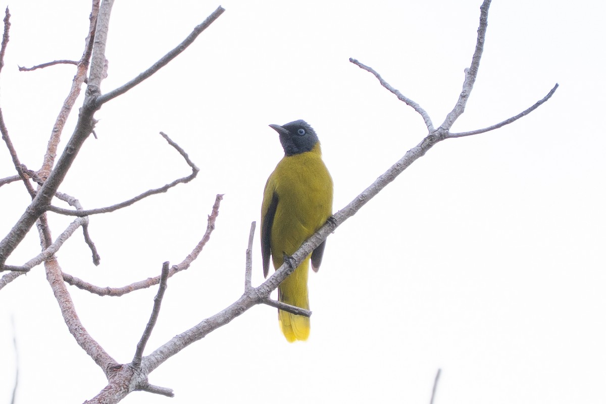 Black-headed Bulbul - ML635362861