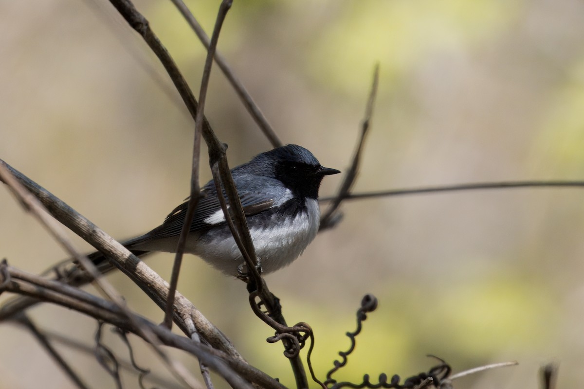 Black-throated Blue Warbler - ML635362862