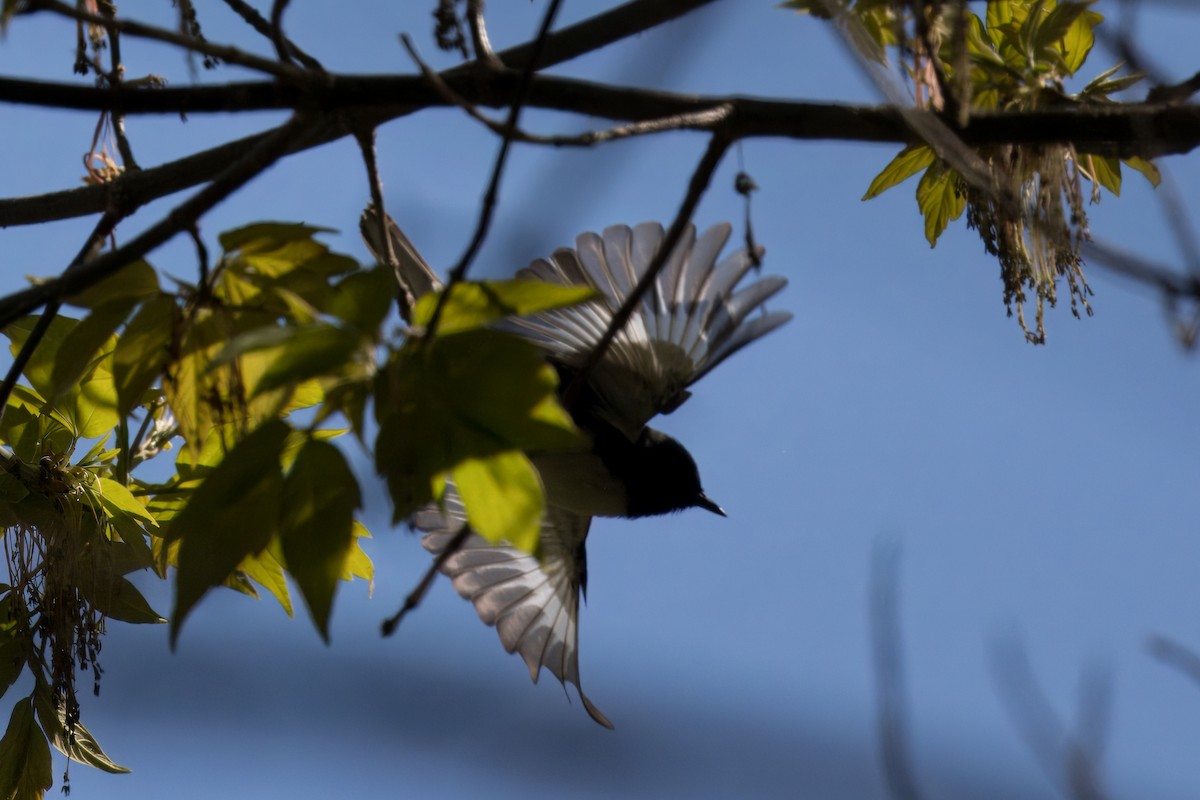 Black-throated Blue Warbler - ML635362863