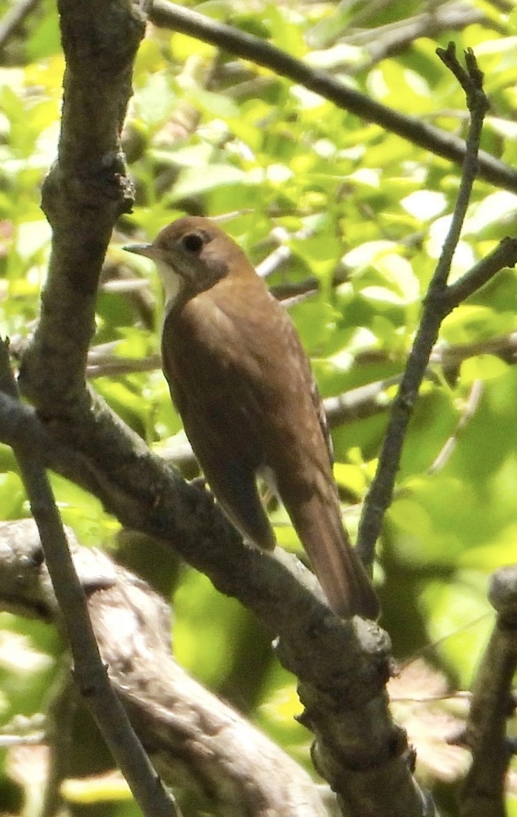 Veery - ML635362865