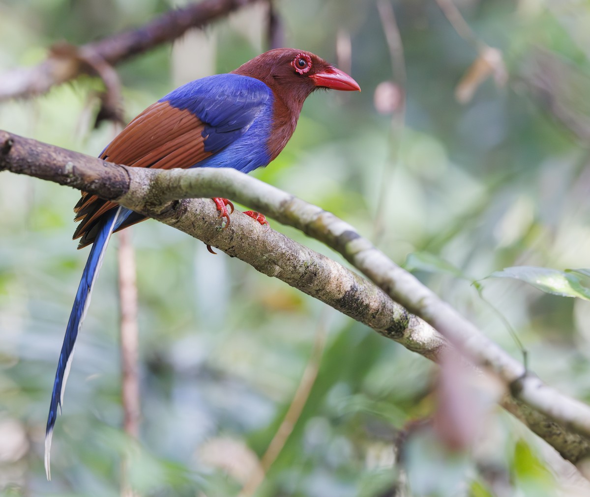 Sri Lanka Blue-Magpie - ML635362874