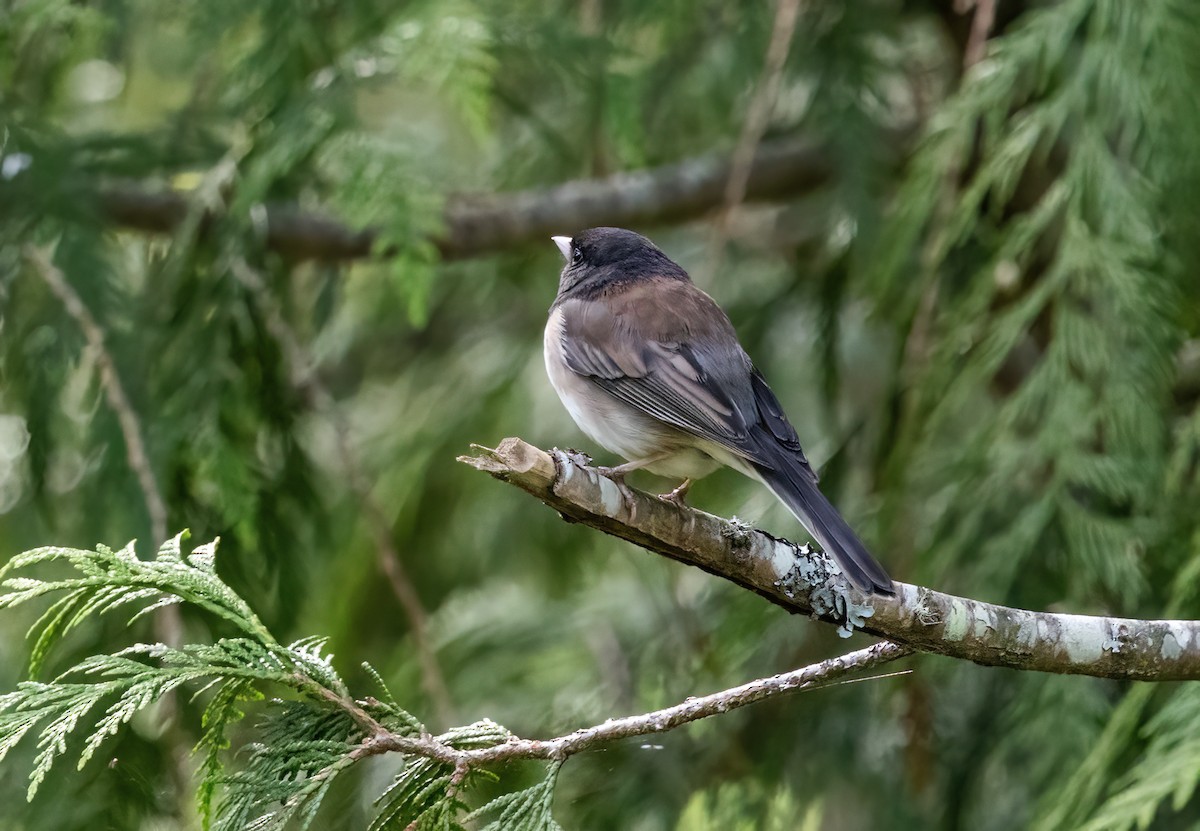 Dark-eyed Junco (Oregon) - ML635362876