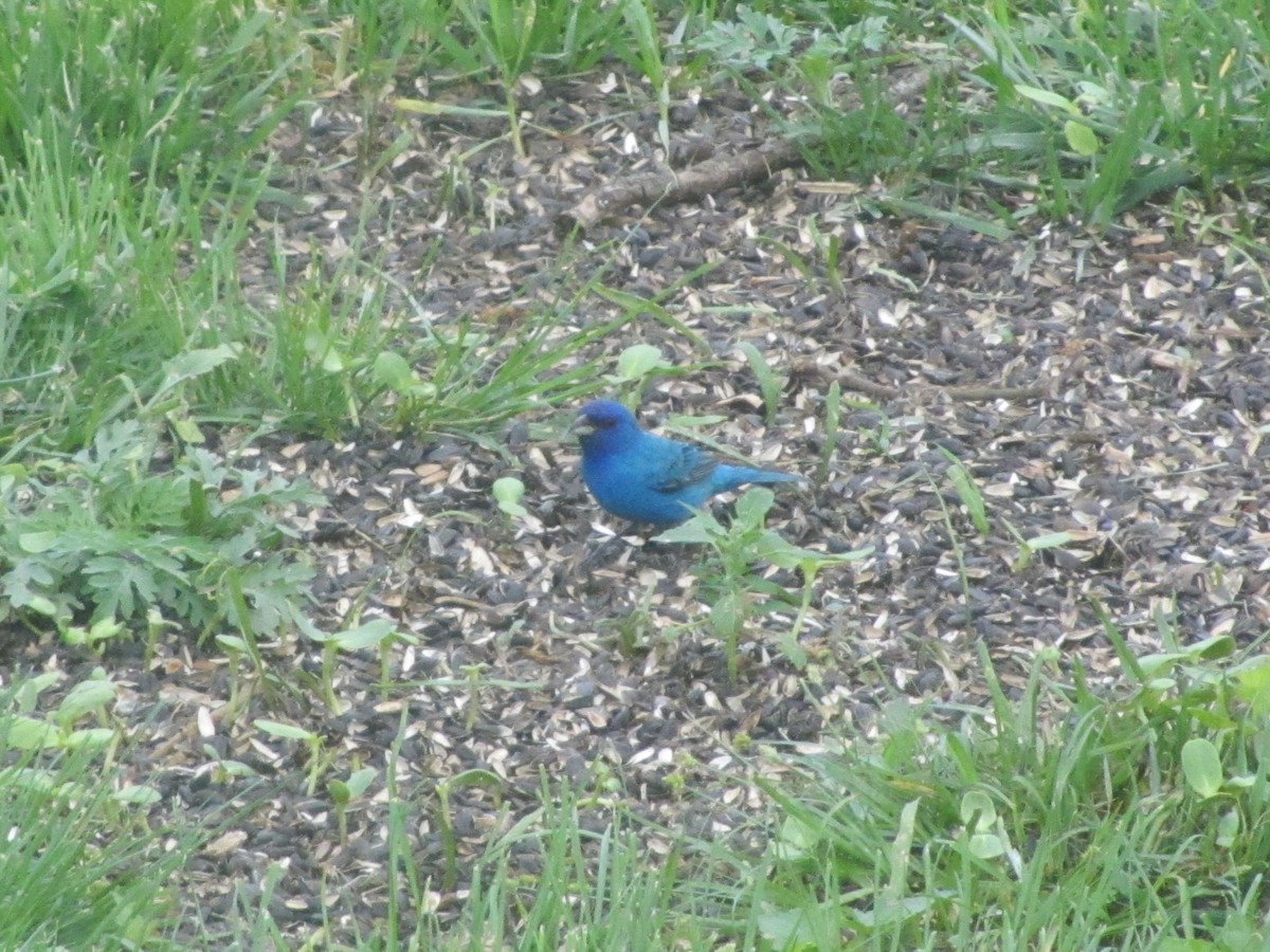 Indigo Bunting - ML635362880