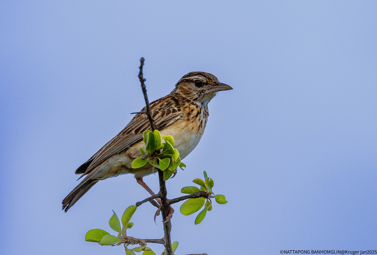 Sabota Lark - ML635362882