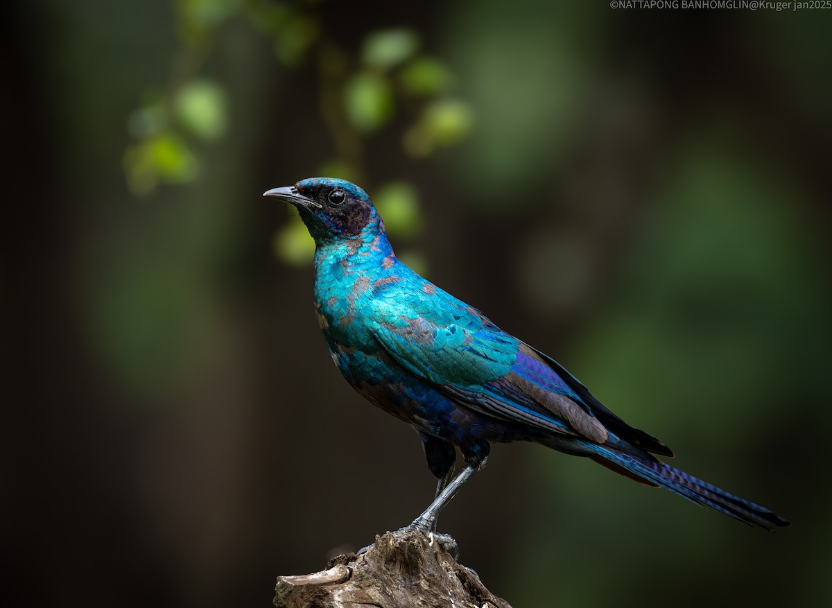Burchell's Starling - ML635362907