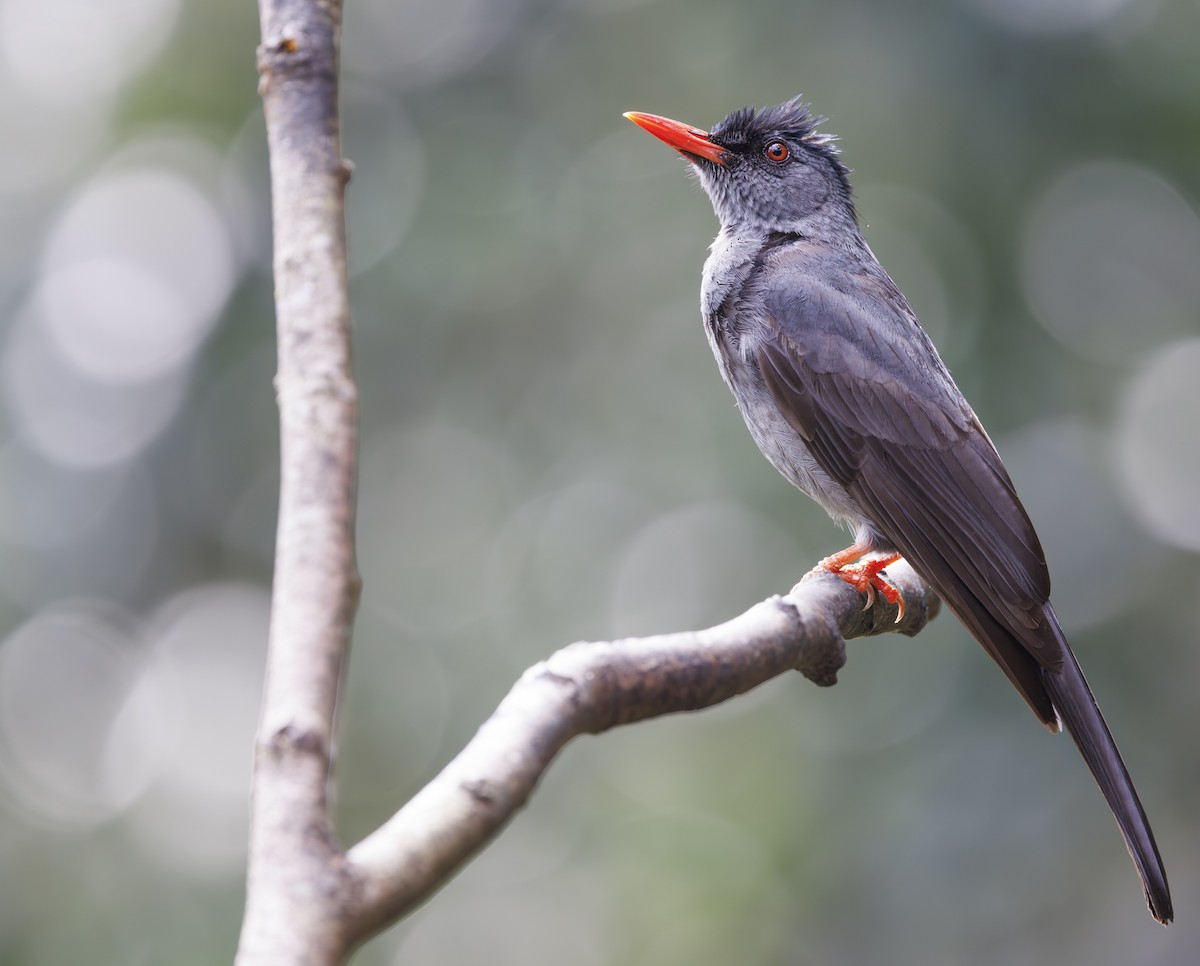 Bulbul des Ghats (humii) - ML635362914