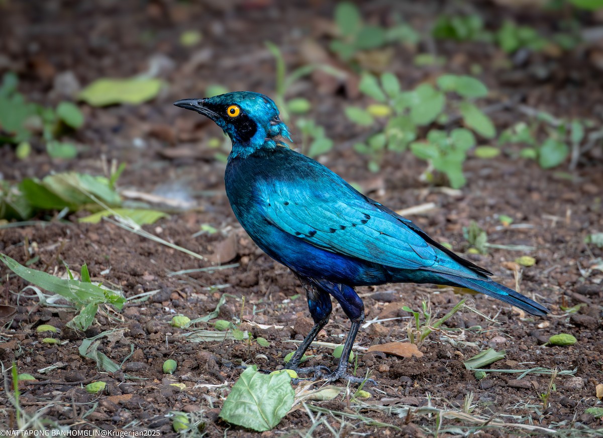 Greater Blue-eared Starling - ML635362918