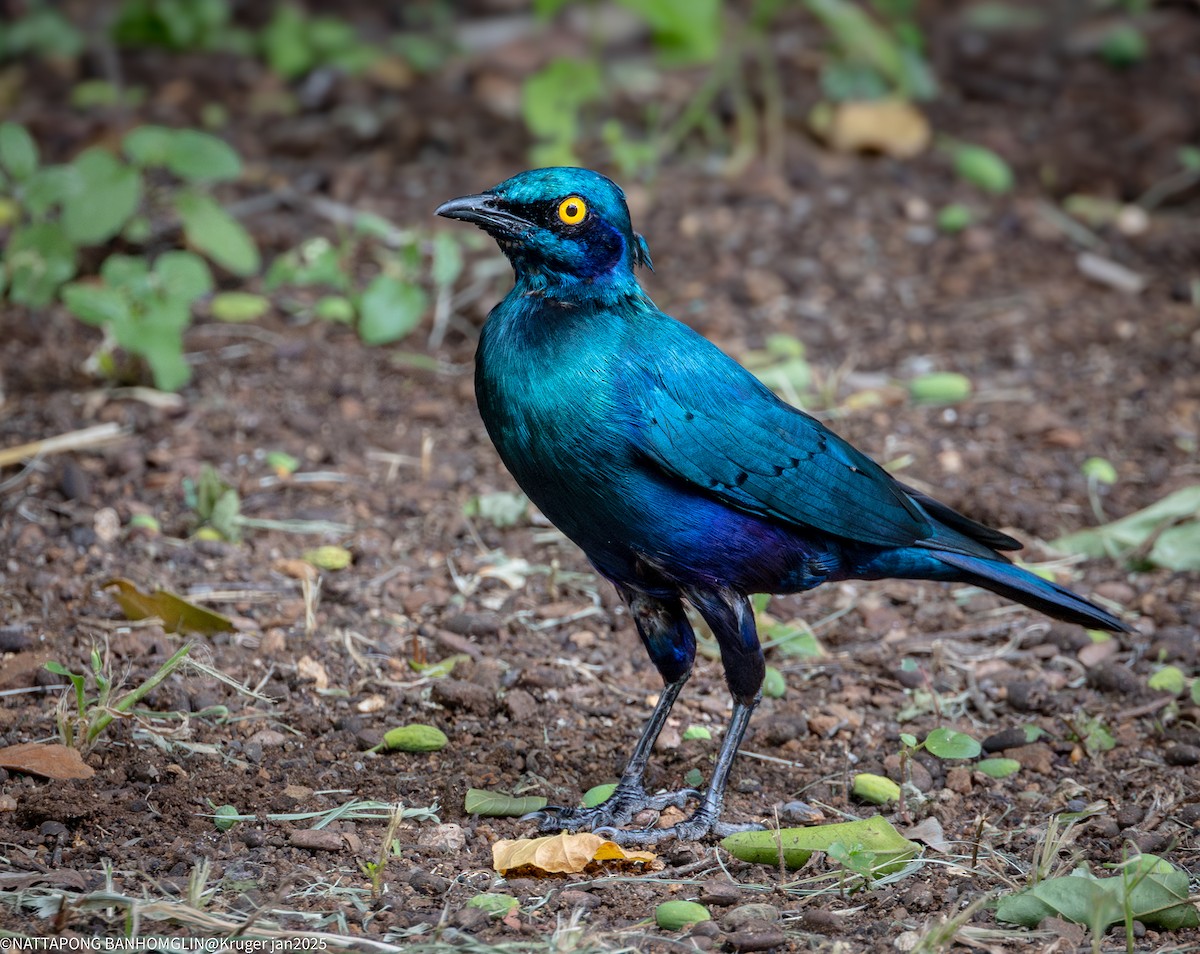 Greater Blue-eared Starling - ML635362919