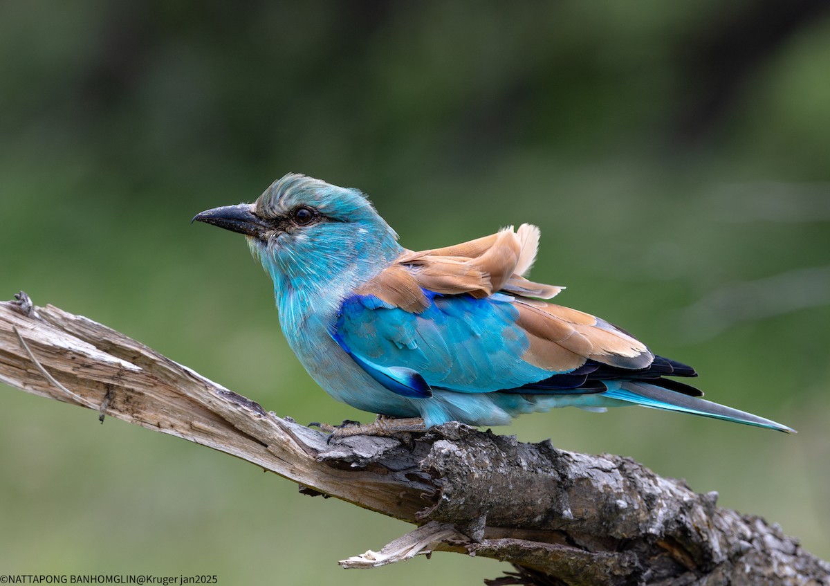 European Roller - ML635362959