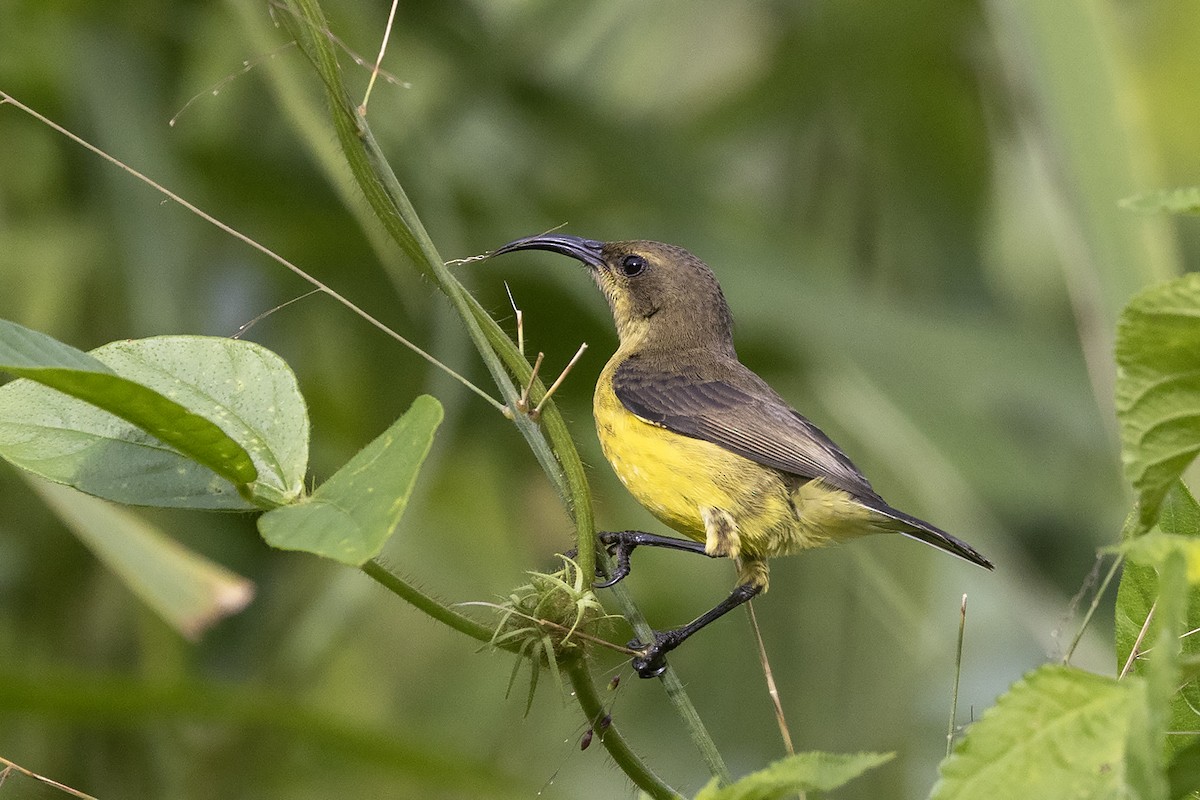 カワリタイヨウチョウ（venustus グループ） - ML635363018