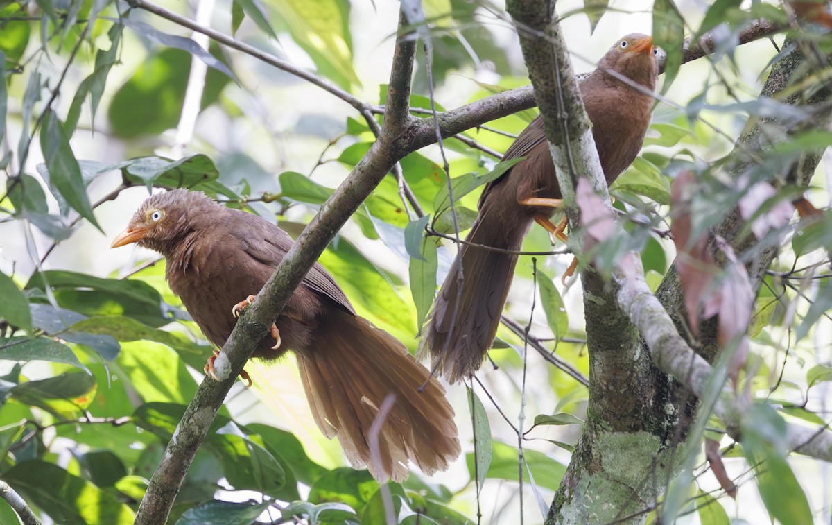 Orange-billed Babbler - ML635363026