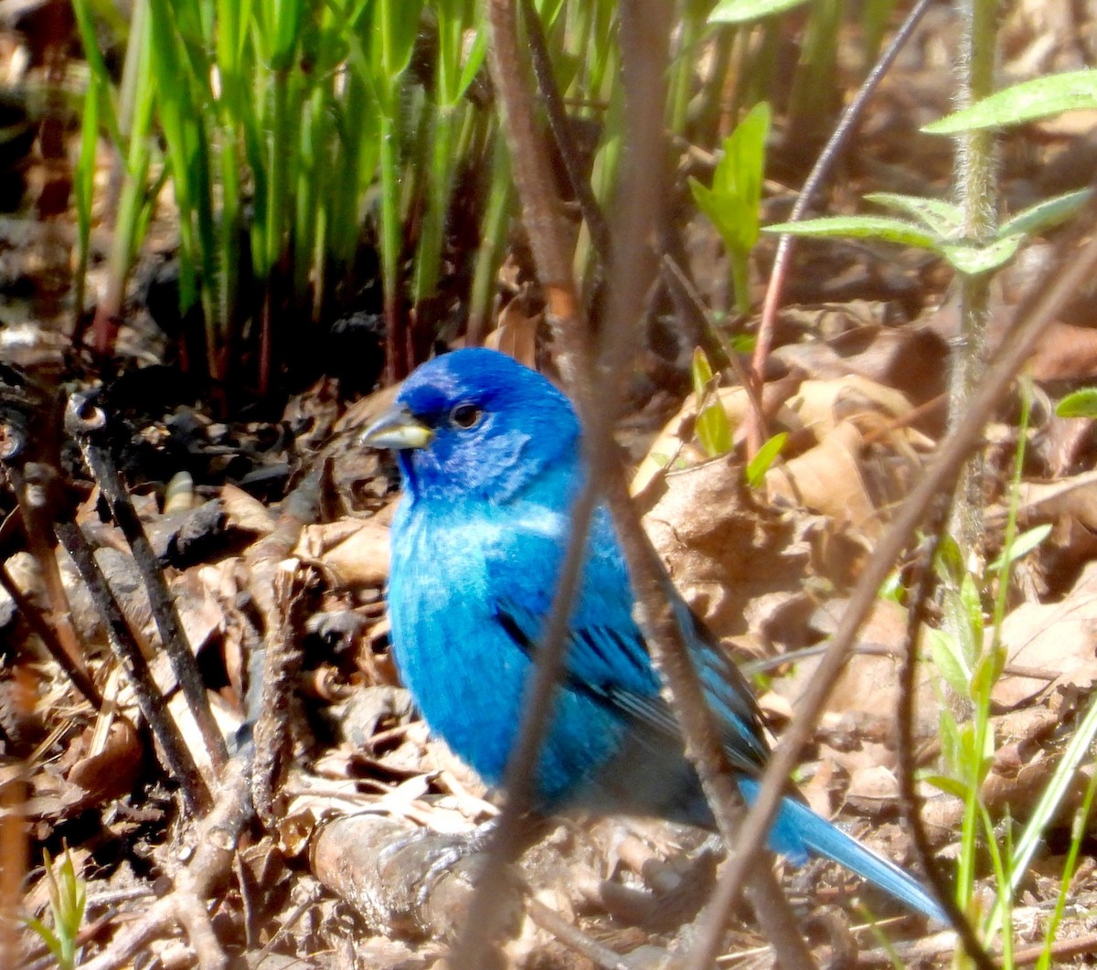 Indigo Bunting - ML635363040