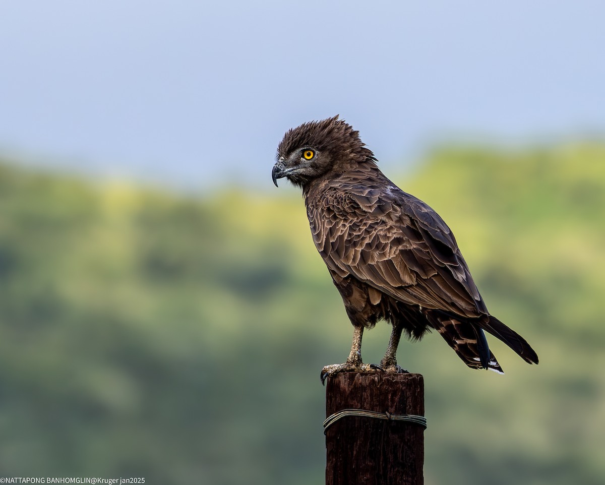 Brown Snake-Eagle - ML635363092