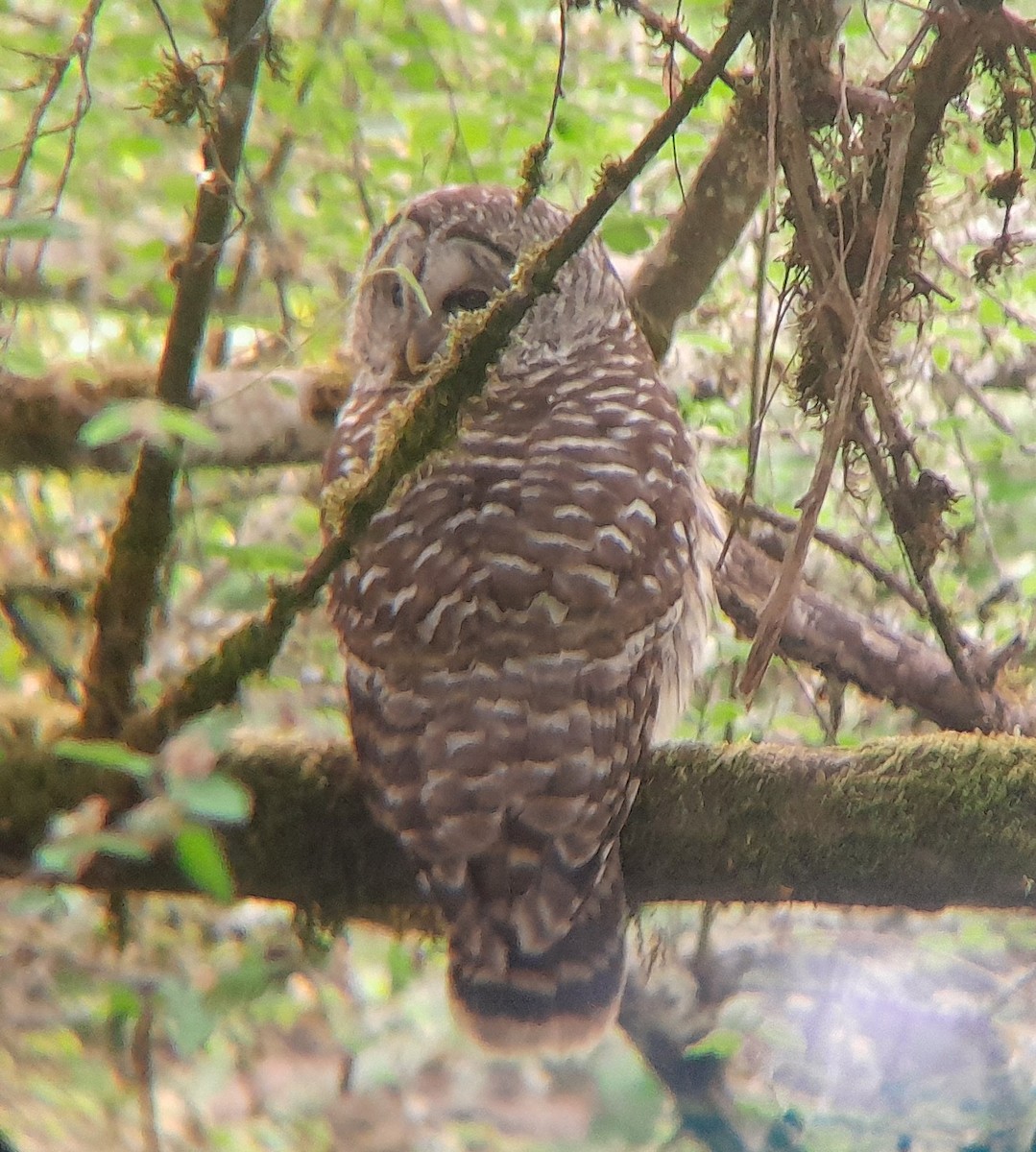 Barred Owl - ML635363097