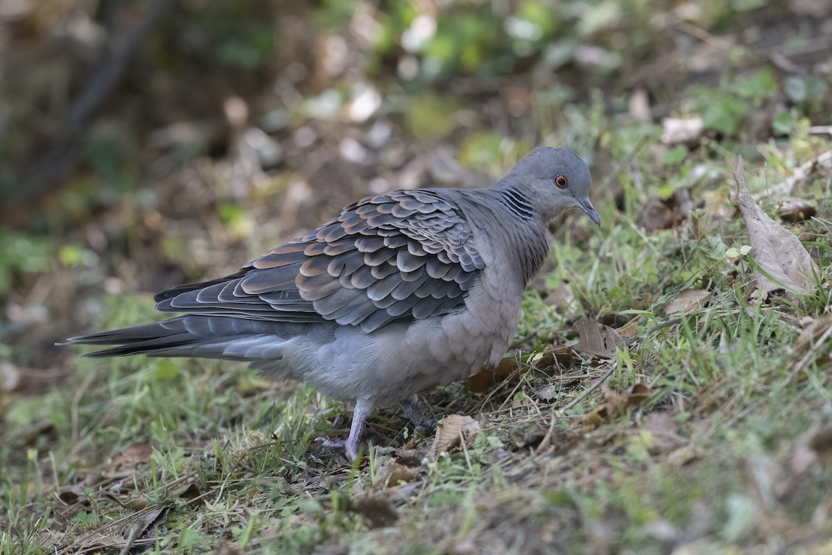 Oriental Turtle-Dove - ML635363125