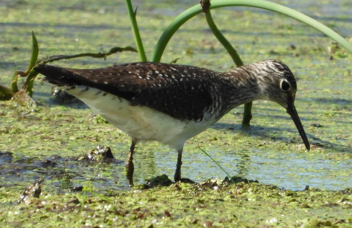 Коловодник малий - ML635363154