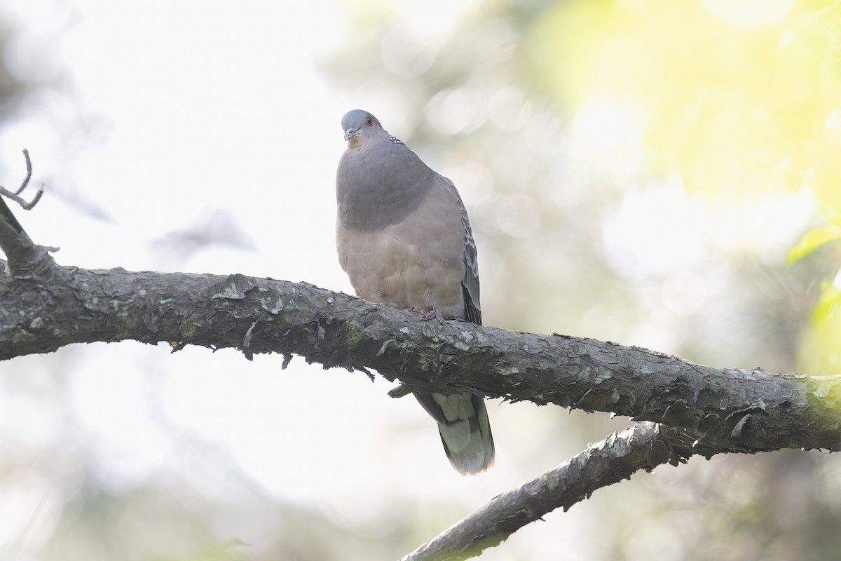 Oriental Turtle-Dove - ML635363181