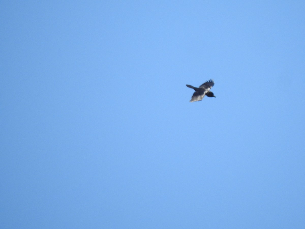Common Raven - ML635363183