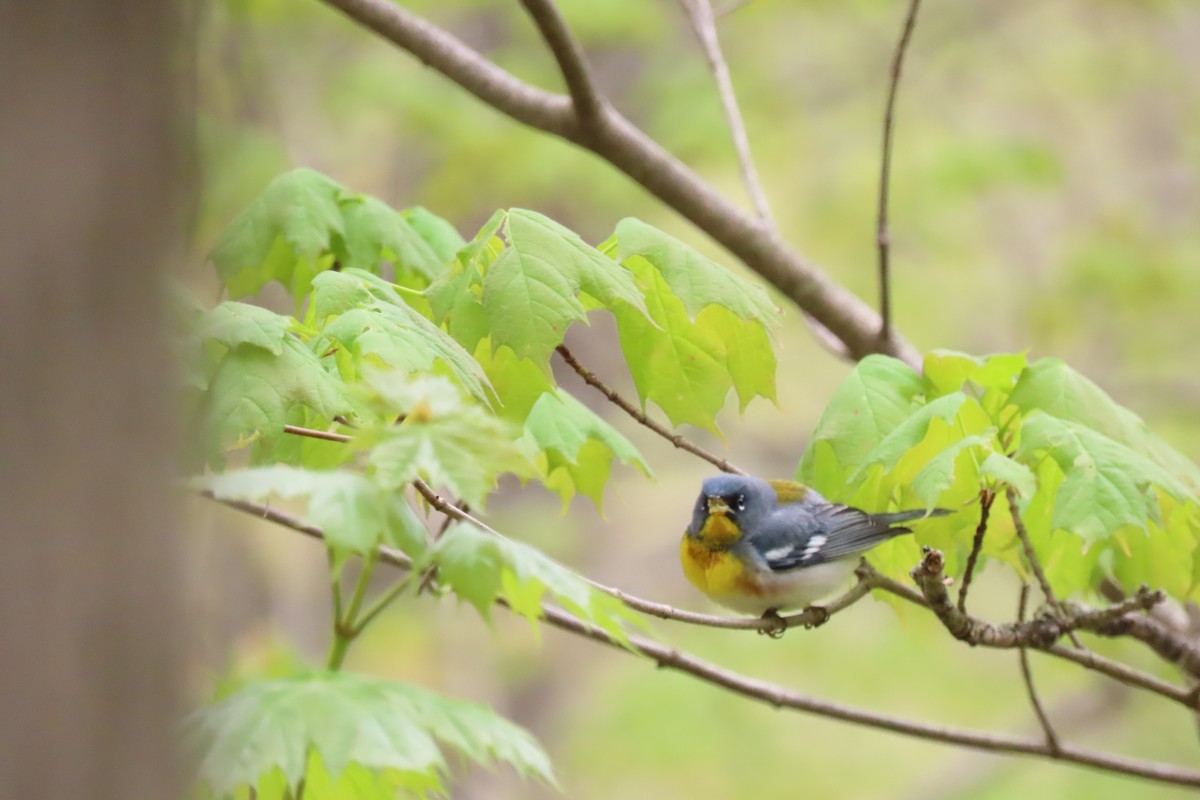 Northern Parula - ML635363204