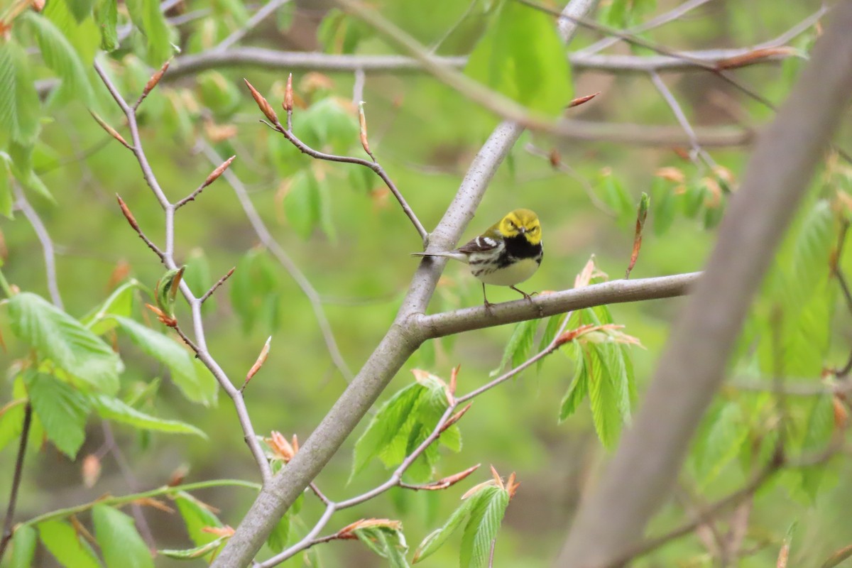 Black-throated Green Warbler - ML635363218