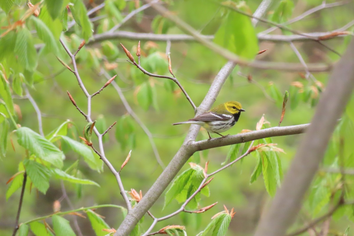 Black-throated Green Warbler - ML635363219