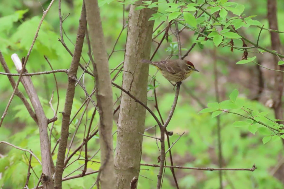 Palm Warbler - ML635363231