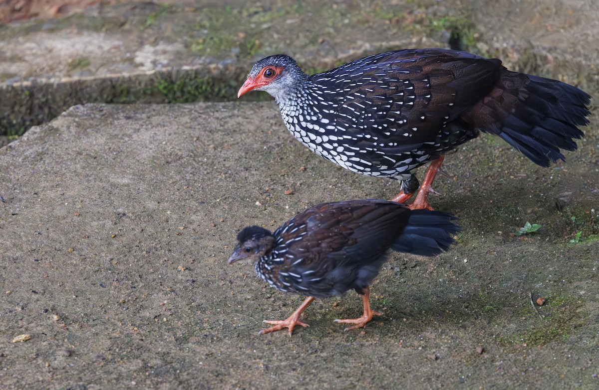Sri Lanka Spurfowl - ML635363256