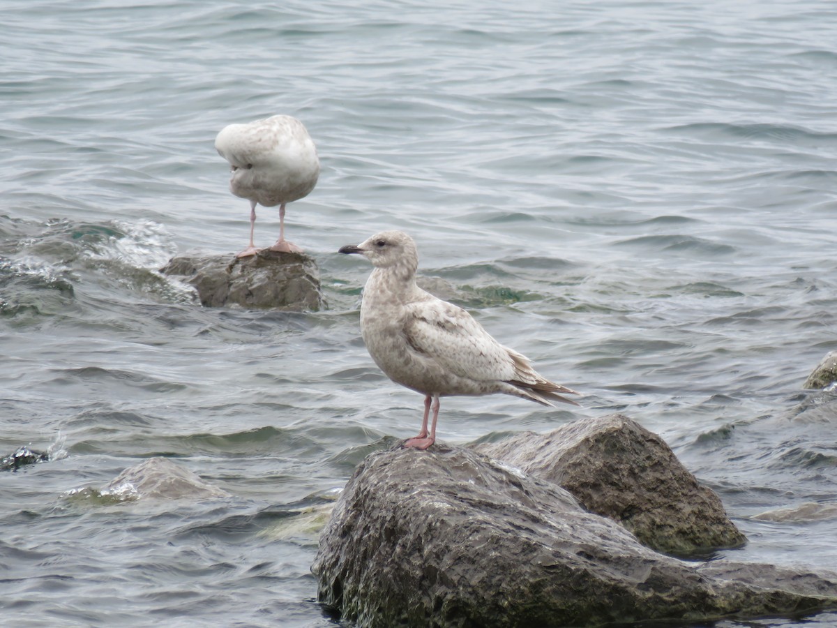 Goéland arctique (thayeri) - ML635363296